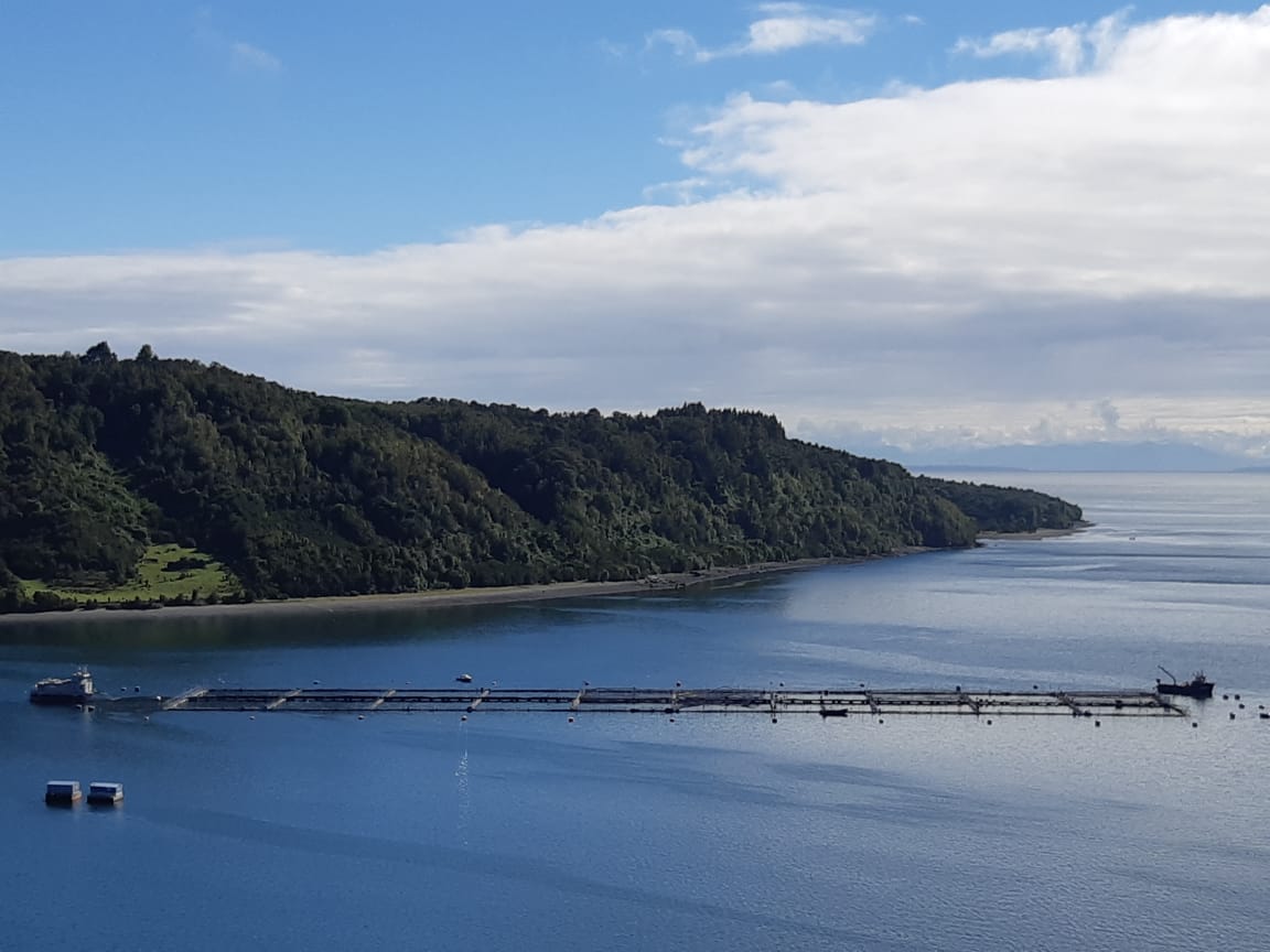 El Servicio Nacional de Pesca y Acuicultura confirma fuga de salmones en un centro de cultivos en Quemchi