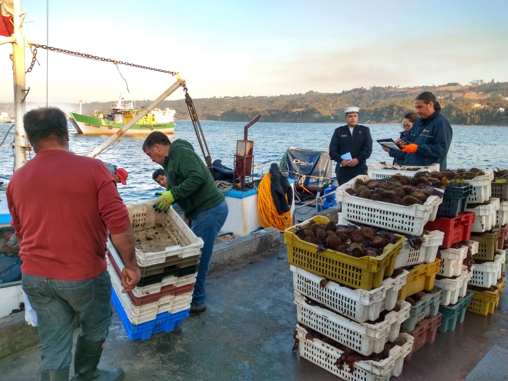 Decomisan mil 200 kilos de erizo bajo talla en Dalcahue