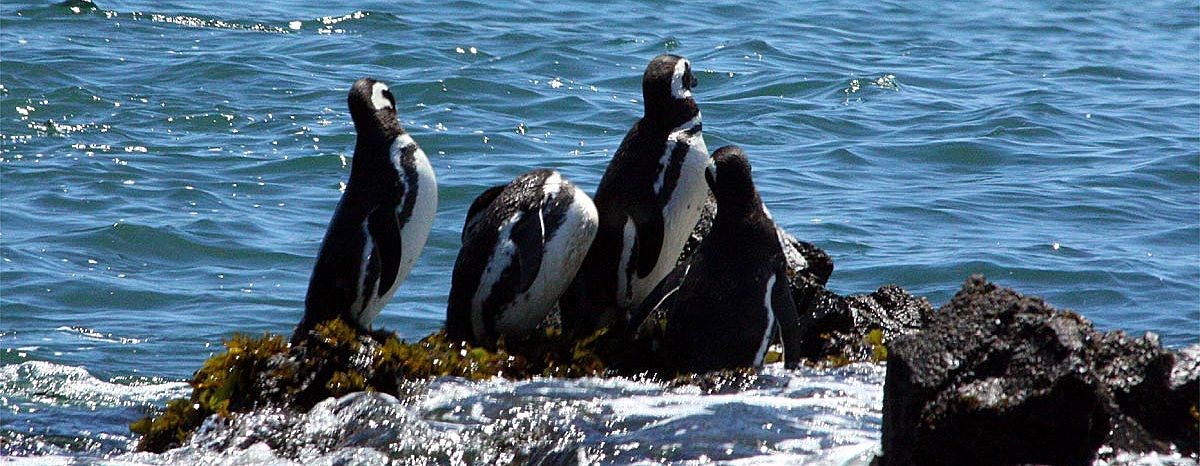 Vecinos y Operadores Turísticos de Puñihuil se organizan contra la basura