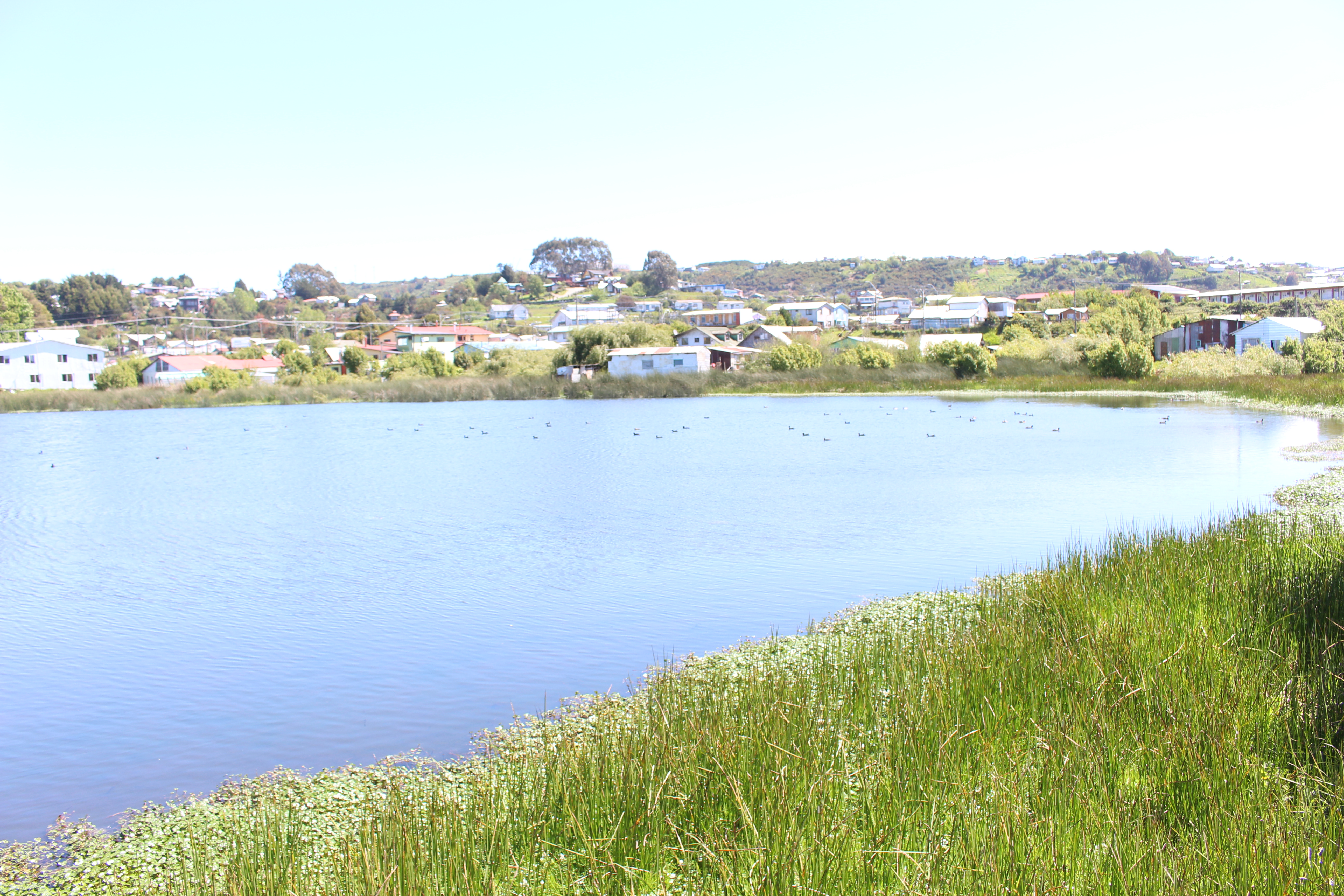 Sociabilizan la importancia del humedal urbano de Pudeto en Ancud