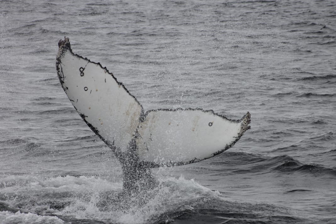 Capacitan a turistas sobre los principales riesgos que afectan a las ballenas y como protegerlas