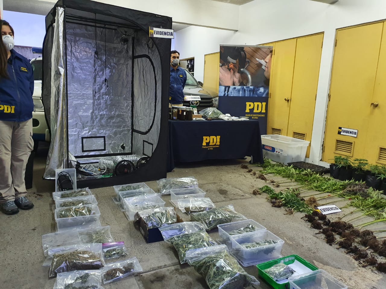 En prisión preventiva quedó hombre formalizado por cultivo ilegal y tráfico de drogas