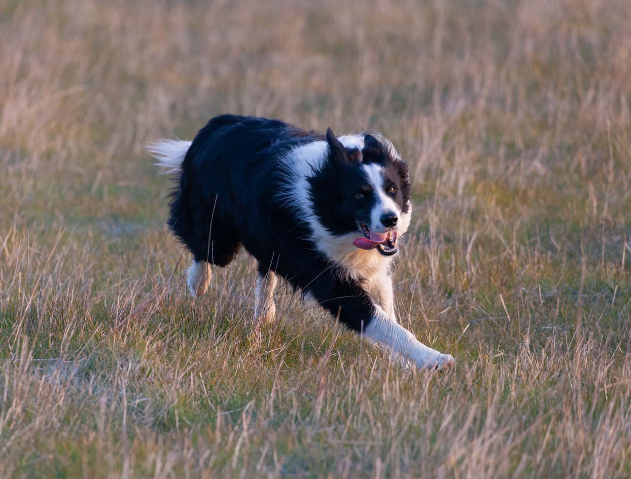 Analizan situación de jaurías de perros asilvestrados y los daños a la población