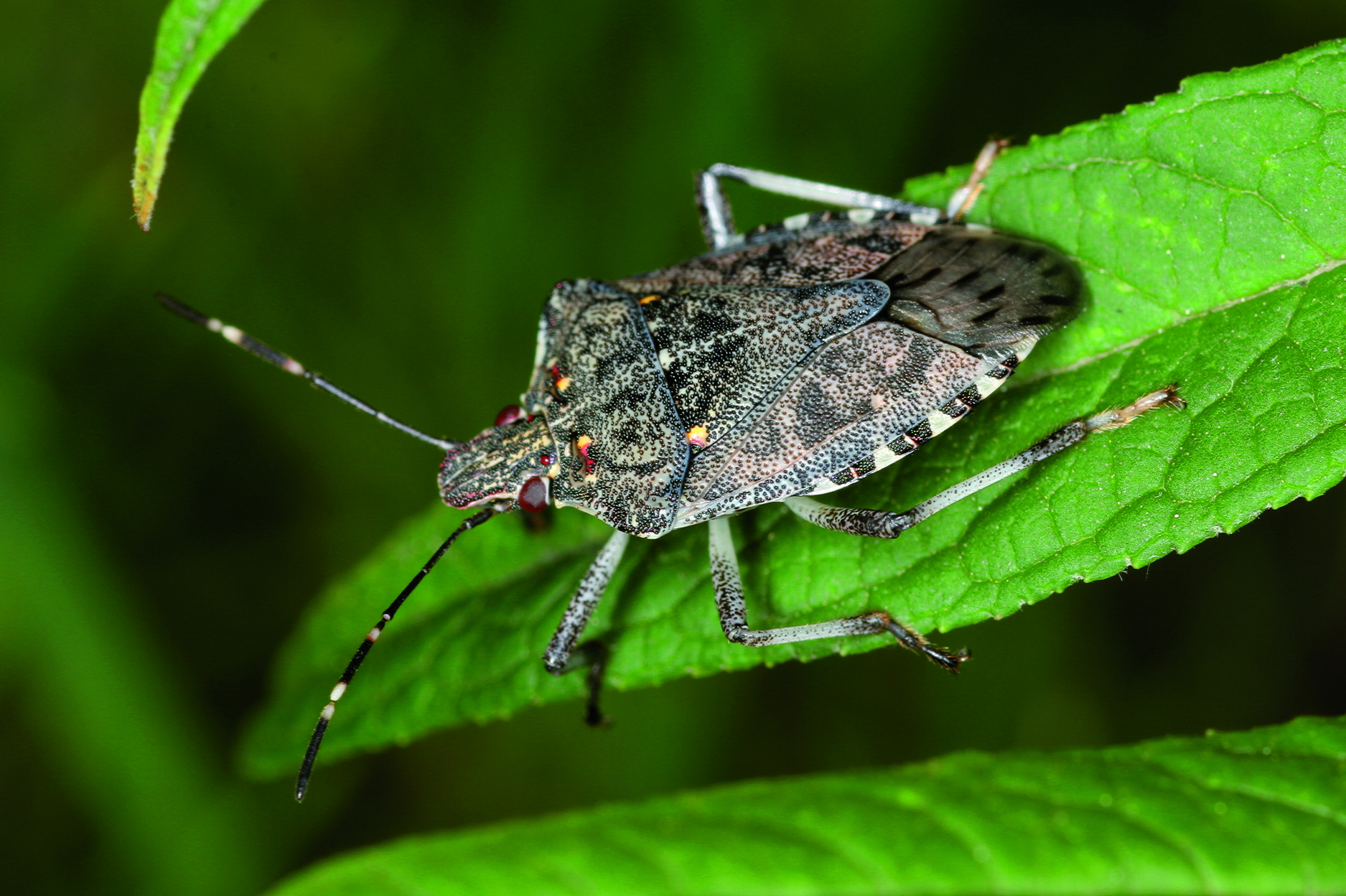 SAG detecta ejemplares de 