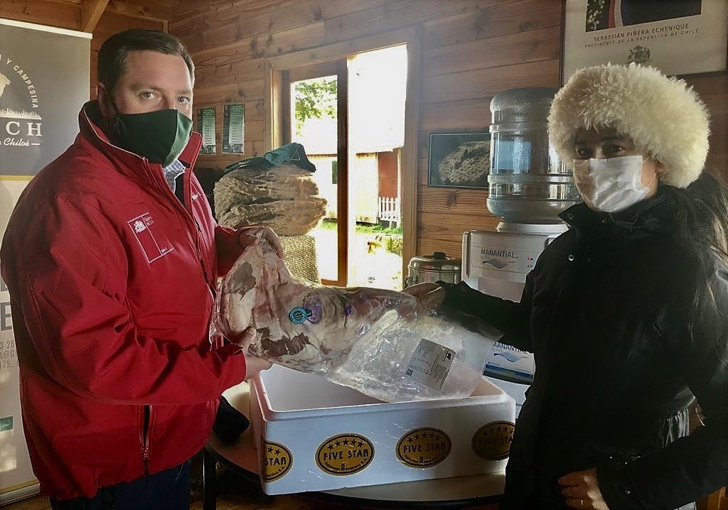 Cooperativa comercializa cordero chilote y apunta al mercado gourmet