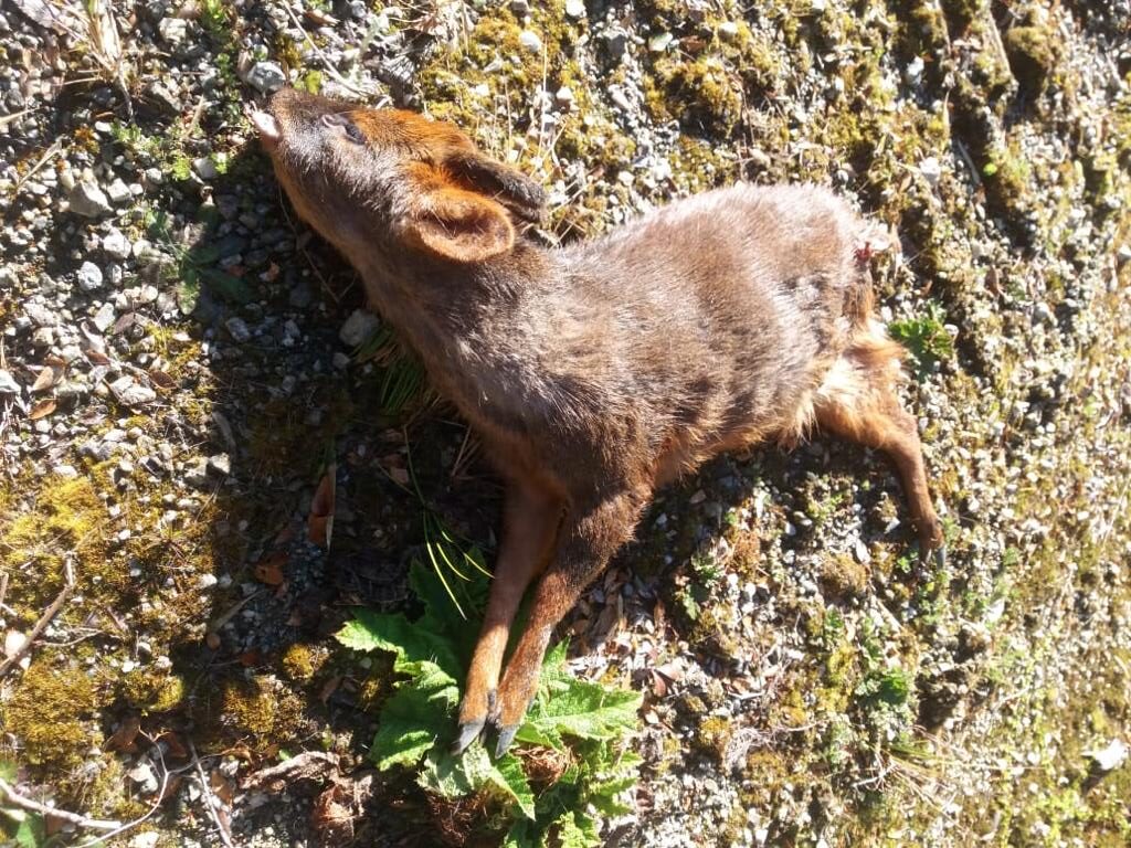 Chiloé: Advierten que la fauna silvestre está desprotegida
