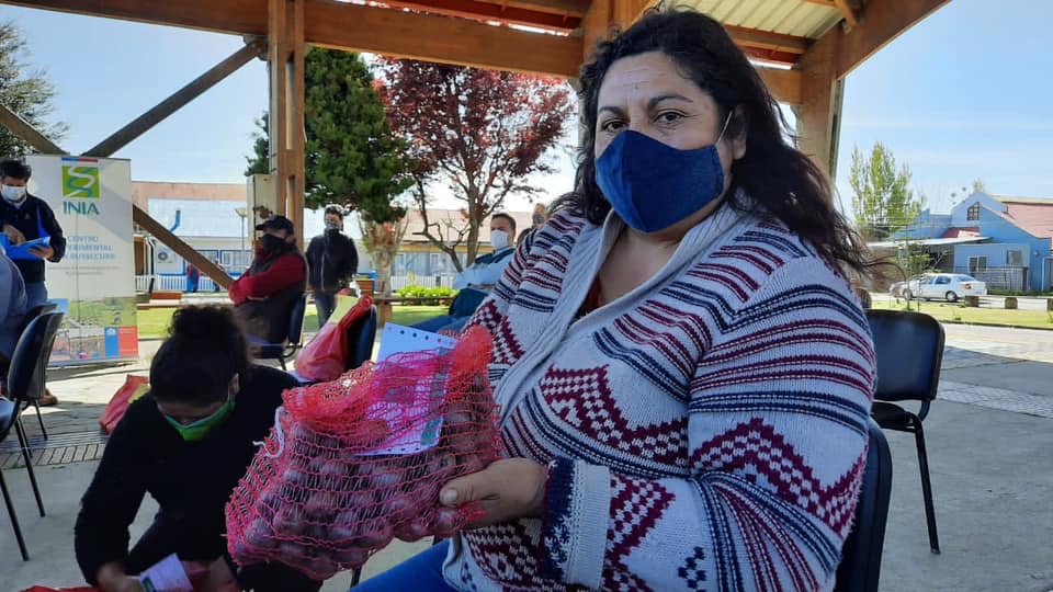 Entregan minitubérculos de papa nativa de óptima calidad a comunidades de Chiloé