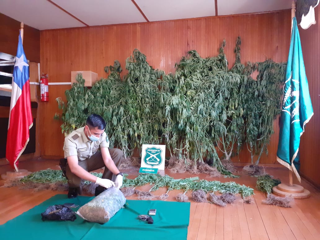 Carabineros descubre en Dalcahue invernadero con 42 plantas de marihuana