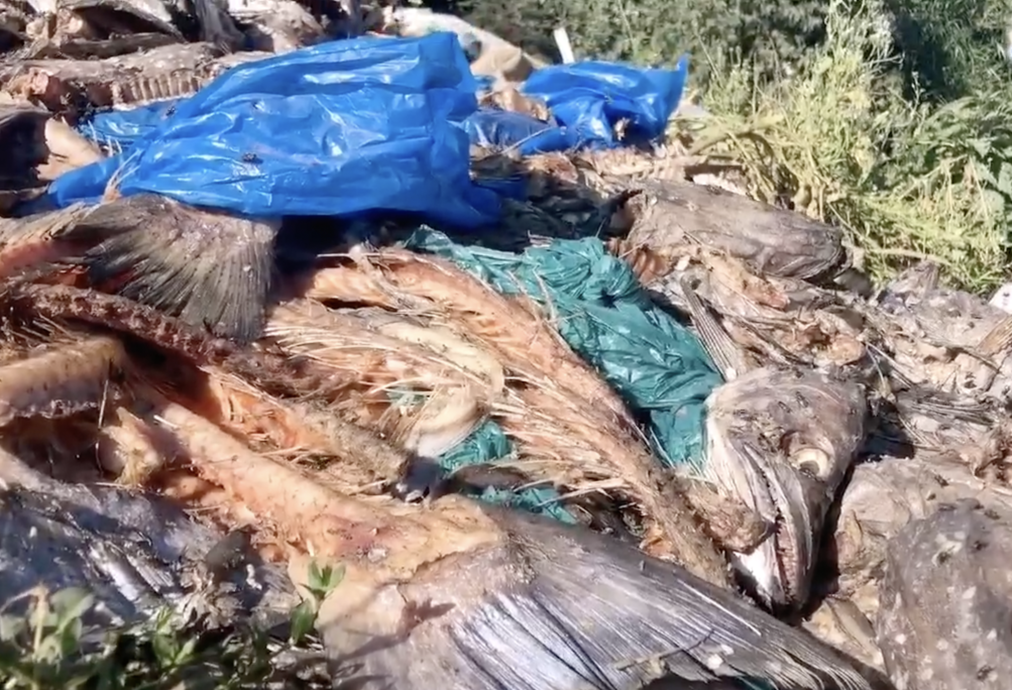 Municipio de Ancud denunciará a responsables de microbasurales