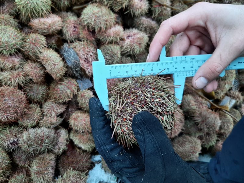 Armada incauta 346 kilos de erizo extraído ilegalmente