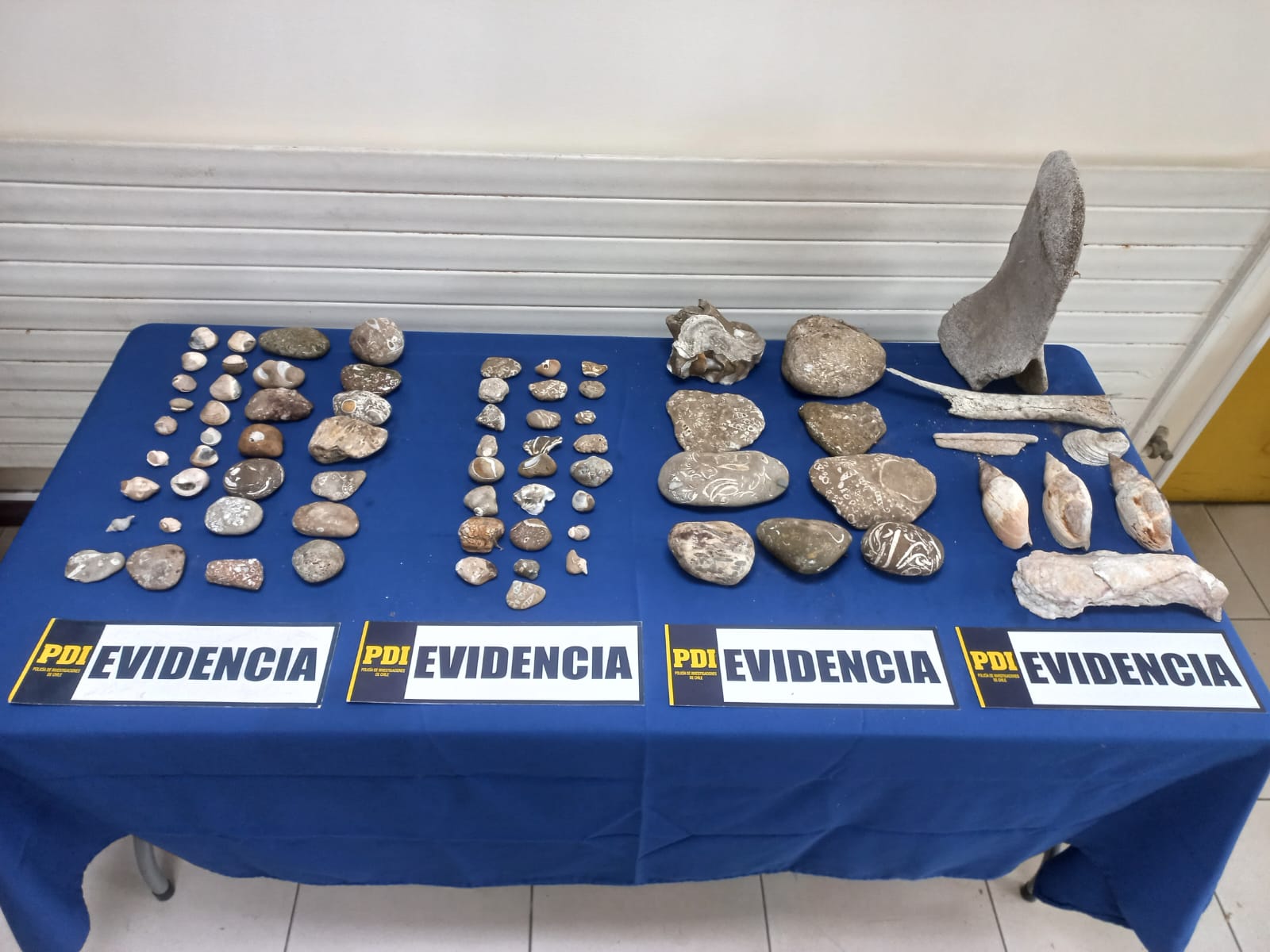 PDI recupera 100 fósiles en Chiloé