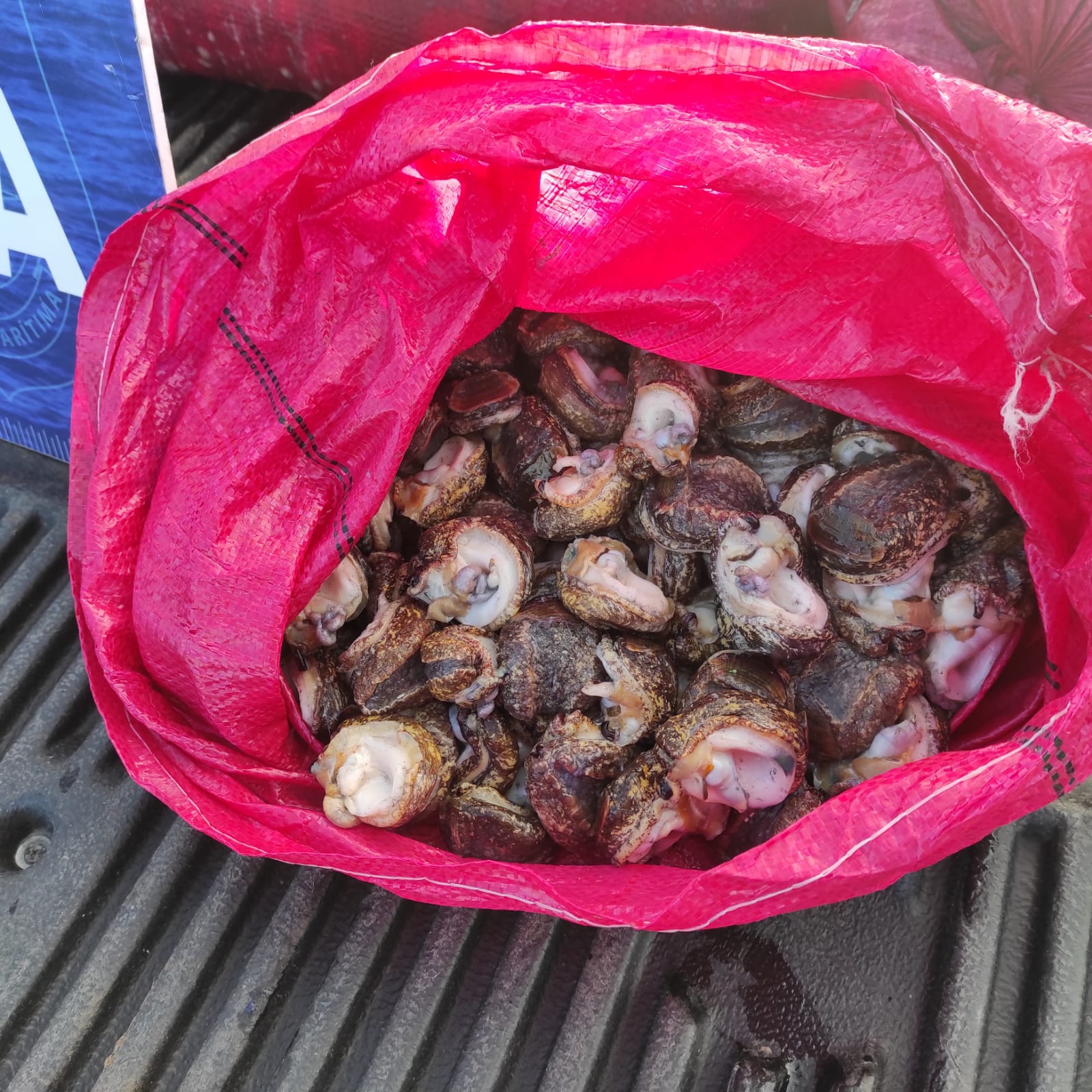 Sernapesca y Armada despliegan operativo por transporte ilegal de loco