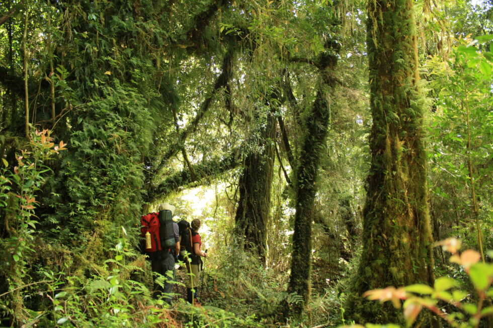 Desde ahora puedes comprar tu entrada para visitar el Parque Tantauco a un solo clic