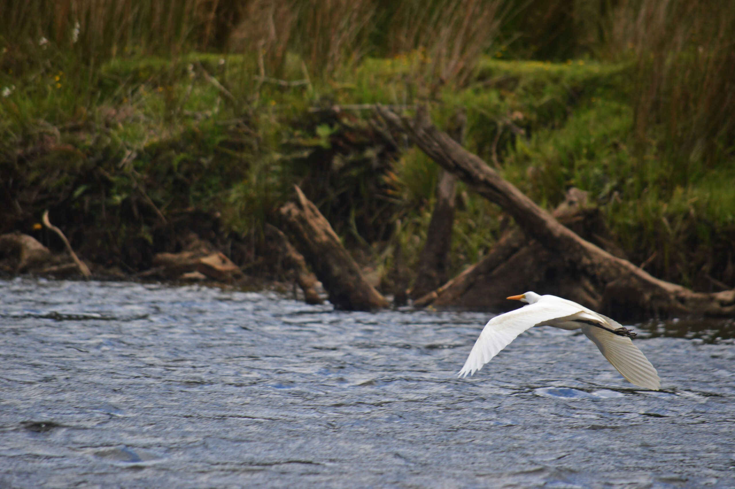 Seremi del Medio Ambiente invita a Consulta Indígena de Biodiversidad y Sitios Prioritarios en Chiloé