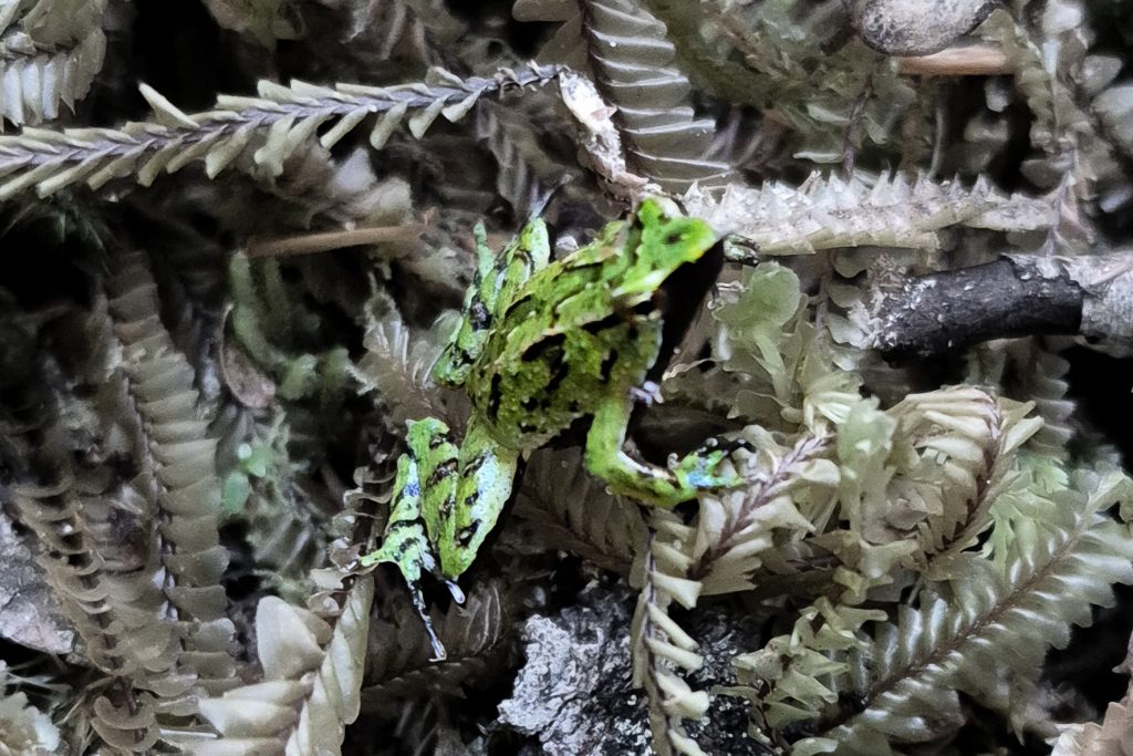 UdeC y Zoológico de Leipzig se suman a rescate de ranitas de Darwin en Chiloé