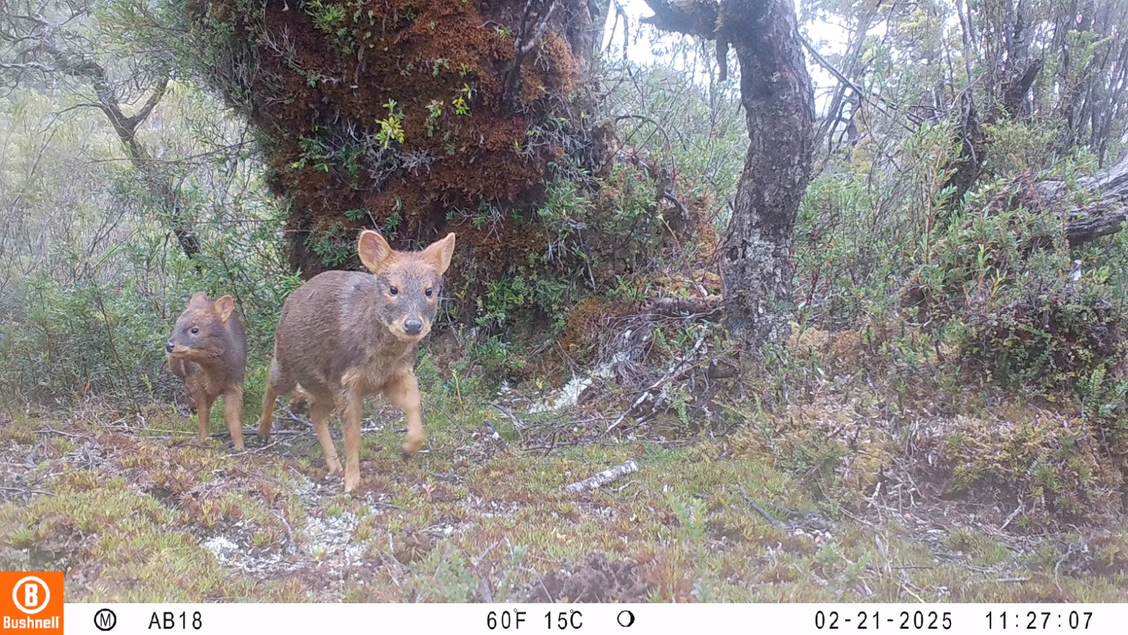 Cámaras trampa detectaron pudú y zorro chilote en el Parque Nacional Chiloé