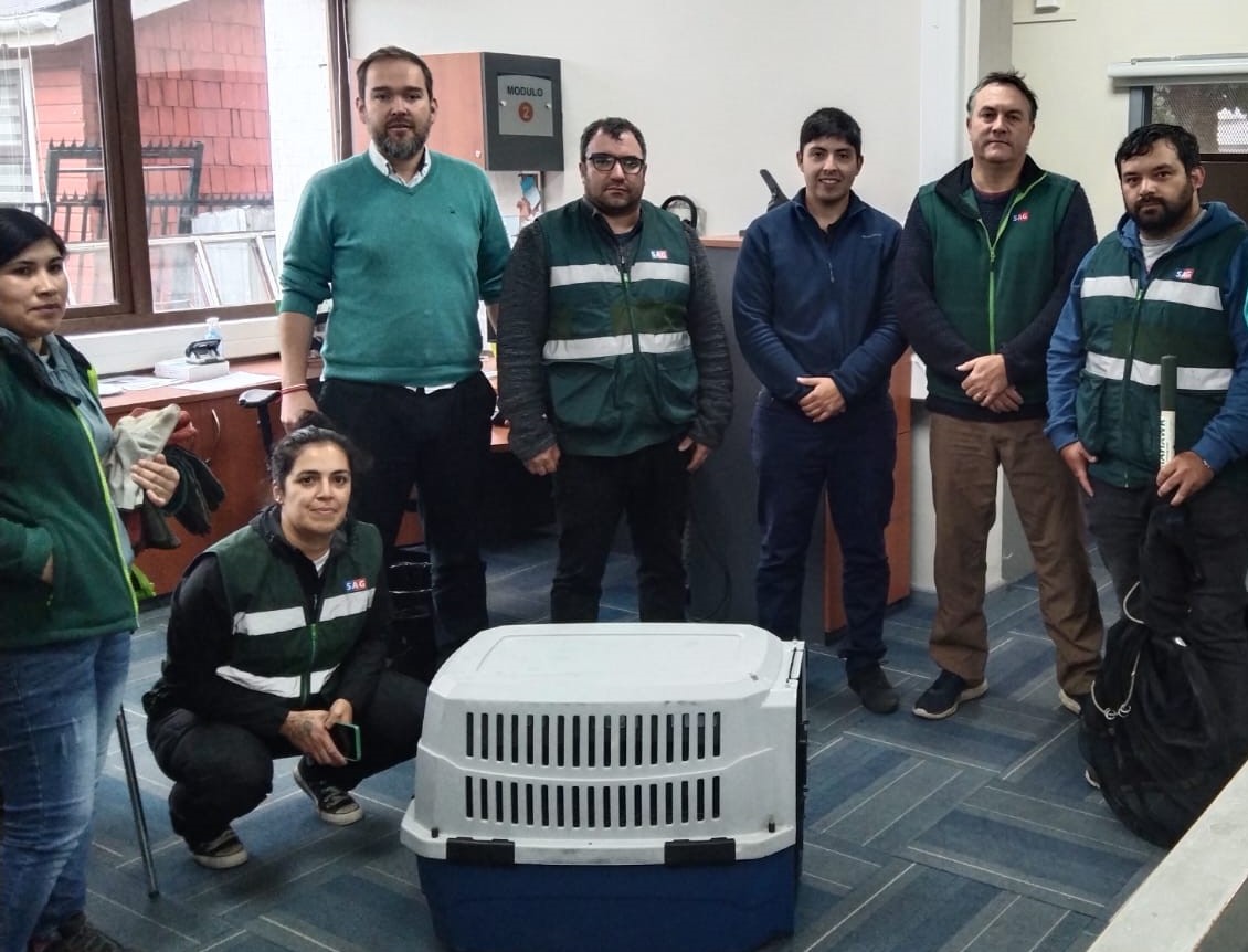 SAG atiende denuncia por presencia de un visón en las oficinas del SII en Castro