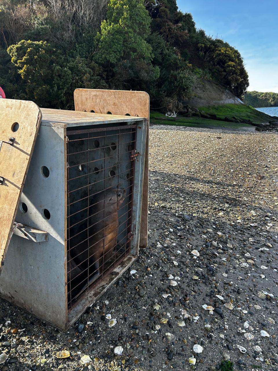 Liberan a lobo juvenil tras rehabilitación en Chiloé Silvestre