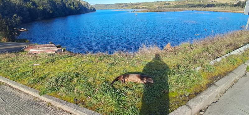 Denuncian nuevo atropello de huillín en Lago Tarahuín y exigen medidas urgentes