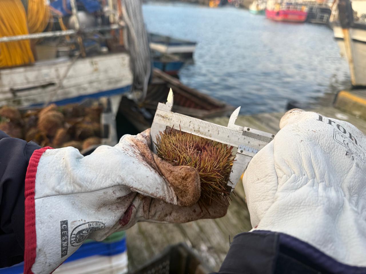 Sernapesca mantendrá fiscalizaciones en zona contigua Los Lagos-Aysén tras cierre de cuota del erizo
