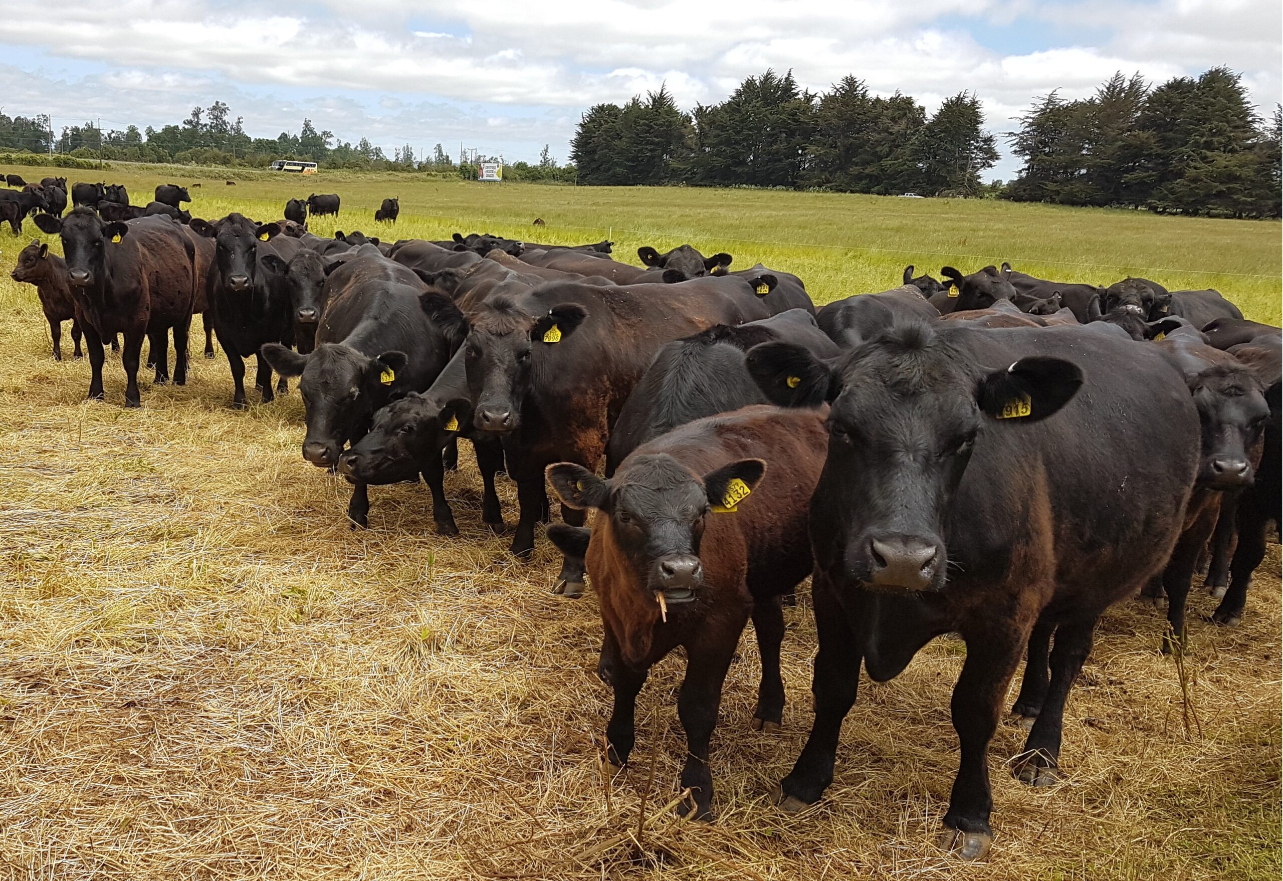 SAG Los Lagos recuerda actualizar la Declaración de Existencia Animal
