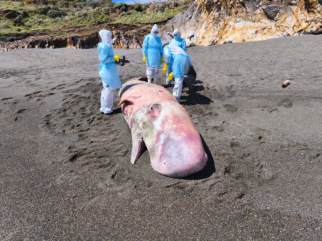 Realizan necropsia a cachalote que varó en isla Cochinos