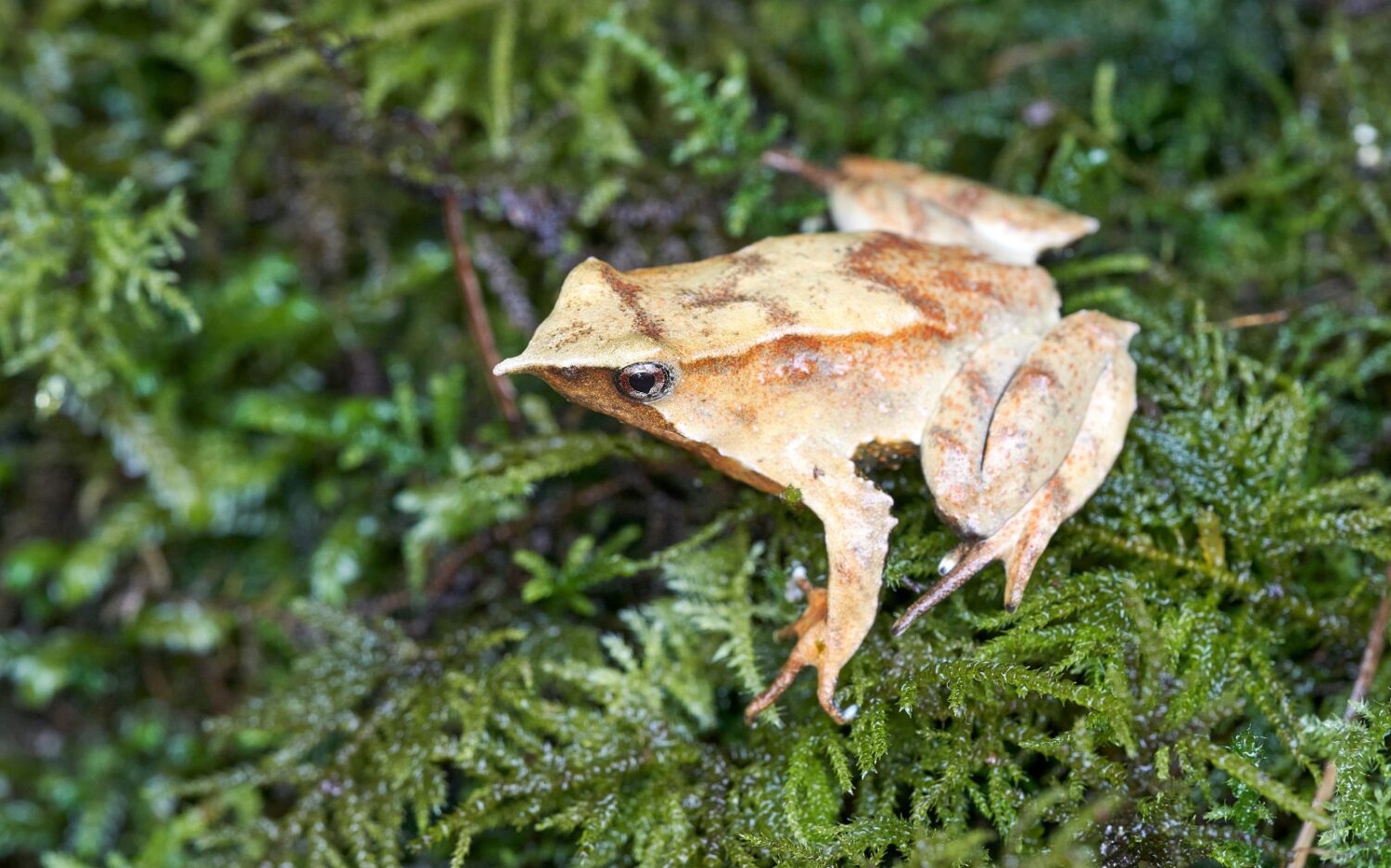 Ranita de Darwin ya tiene protección efectiva: Medio Ambiente reingresó el decreto y está con toma de razón