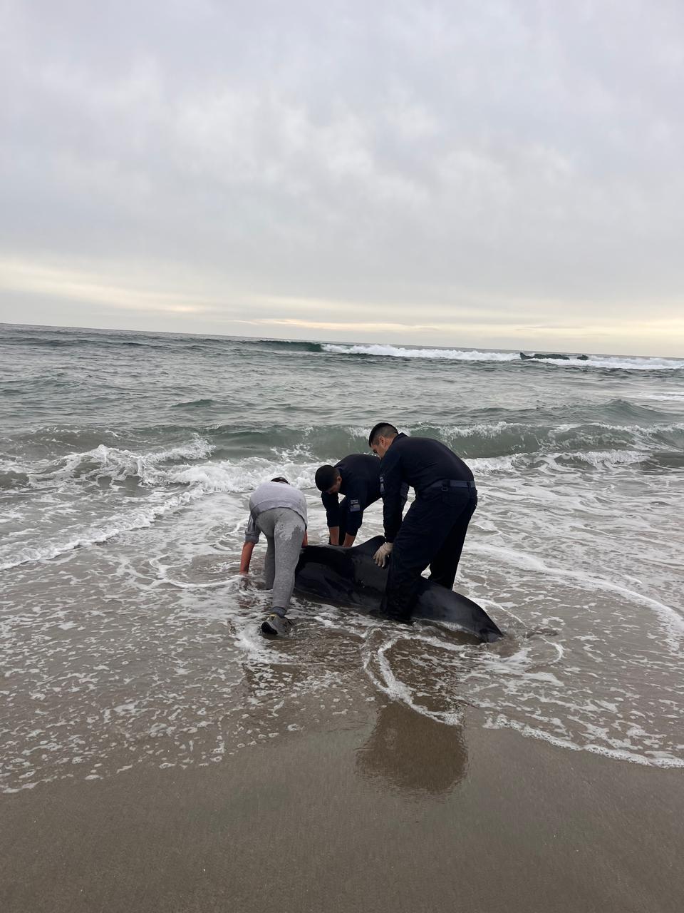 Muere cachalote pigmeo tras fallido rescate en playa de Ancud