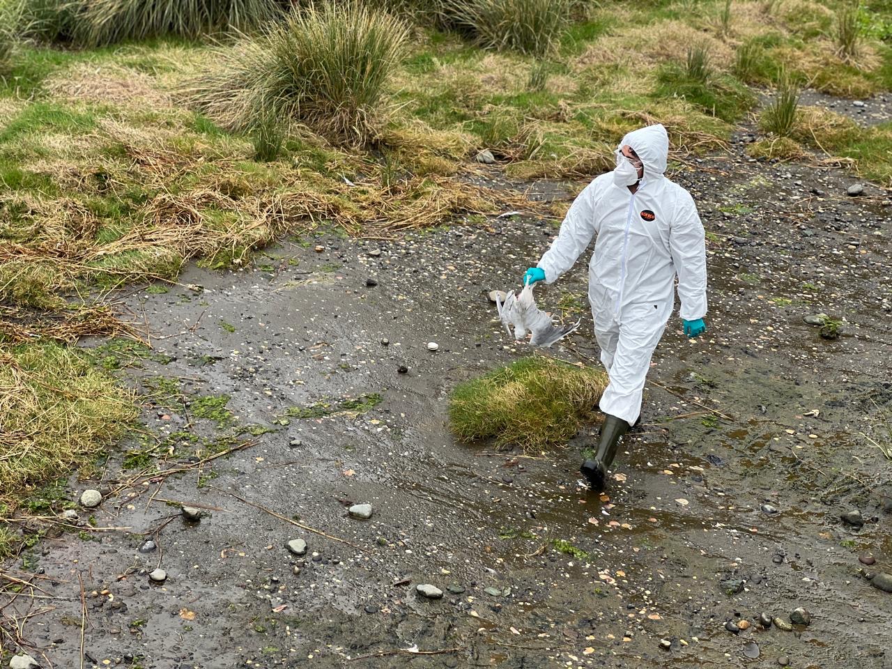 Declaran alerta temprana preventiva en Los Lagos por caso de influenza aviar en Puerto Montt