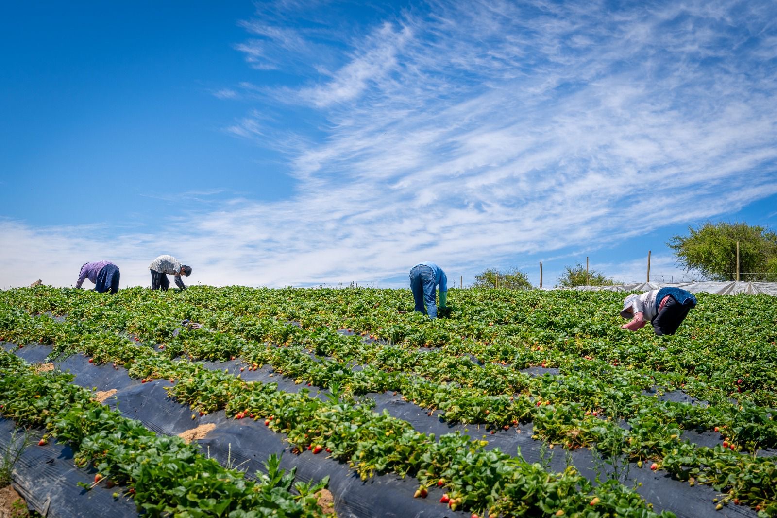 Ministerio de Agricultura transfiere $13 mil millones en apoyo a agricultores ante el alza de precios en insumos