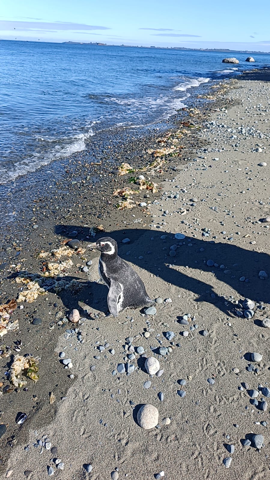 Dos pingüinos de Magallanes terminaron exitosamente su rehabilitación