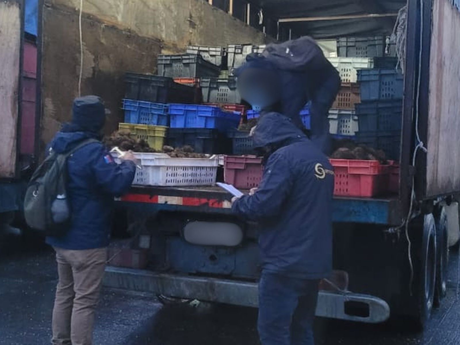 Nuevo hallazgo de erizos bajo el tamaño mínimo legal en Quellón