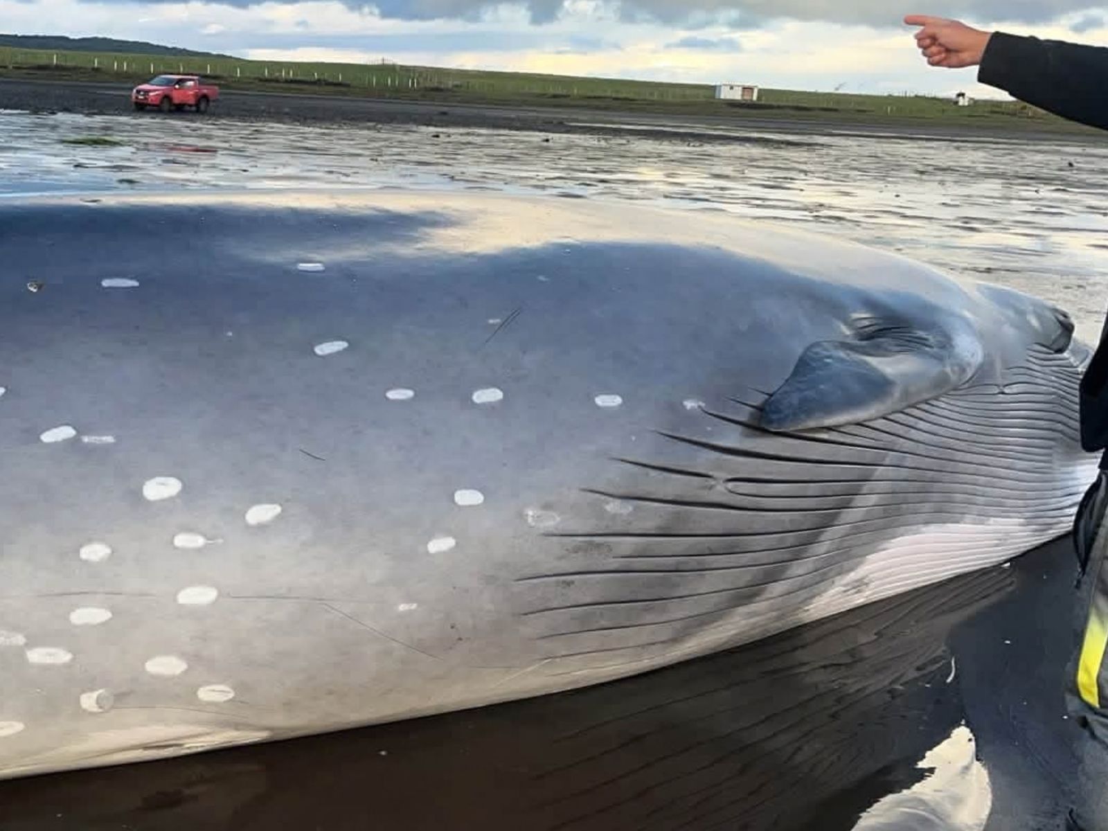 Ballena desvarada en Chiloé, está siendo monitoreada para evitar un nuevo varamiento