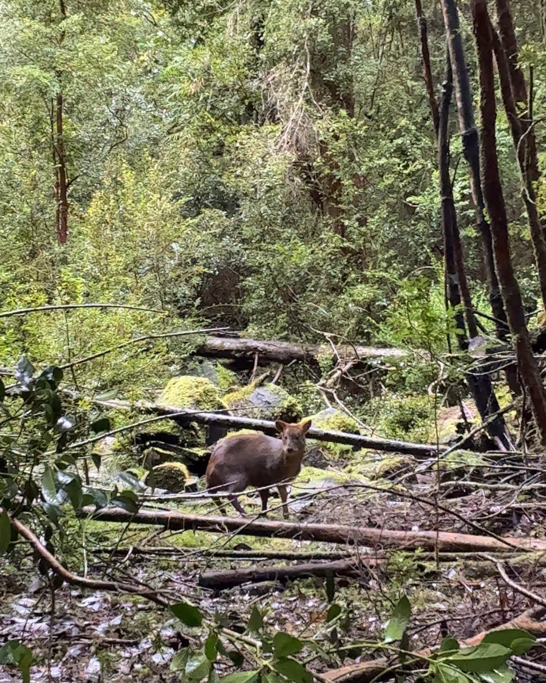 Con gran éxito se realizó la liberación de un pudú en el Parque Tepuhueico